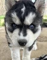 Black and white girl nc, a female Siberian Husky for sale in Nashville, NC – Photo 1 of 7