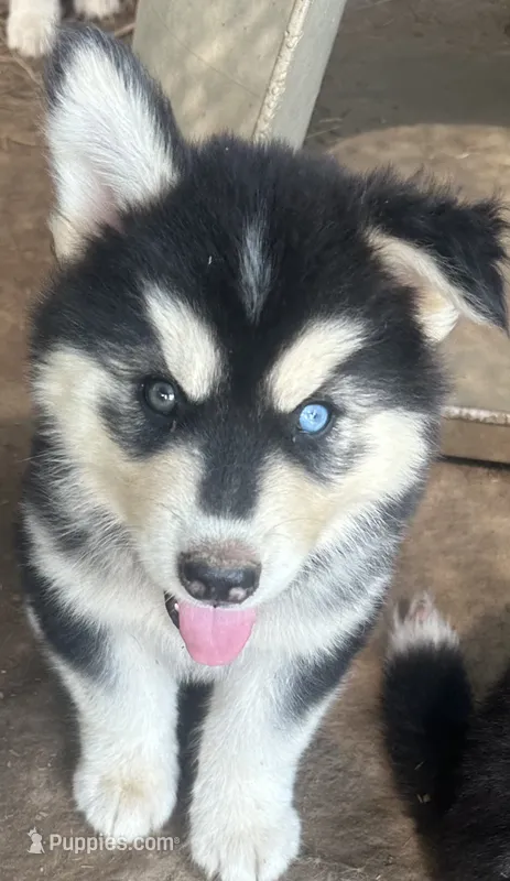 Evie’s boy 2 bieyed – Siberian Husky puppy for sale in Nashville, NC