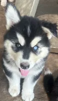 Evie’s boy 2 bieyed, a male Siberian Husky for sale in Nashville, NC – 2 of 5