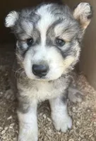 Wolfalina nc girl, a female Siberian Husky for sale in Nashville, NC – 1 of 2