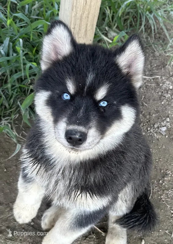Turquoise boy nc – Siberian Husky puppy for sale in Nashville, NC