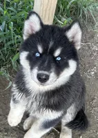 Turquoise sweet boy nc, a male Siberian Husky for sale in Nashville, NC – 1 of 6