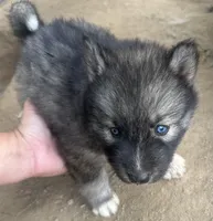 Agouti girl NC, a female Siberian Husky for sale in Nashville, NC – Photo 2 of 7