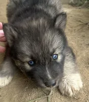 Agouti girl NC, a female Siberian Husky for sale in Nashville, NC – Photo 3 of 7