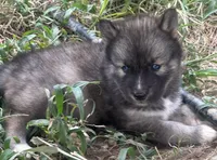 Agouti girl NC, a female Siberian Husky for sale in Nashville, NC – Photo 4 of 7