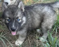 Agouti girl NC, a female Siberian Husky for sale in Nashville, NC – Photo 5 of 7