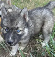 Agouti girl NC, a female Siberian Husky for sale in Nashville, NC – Photo 7 of 7