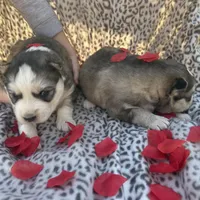 Bridget’s boy Mario , a male Siberian Husky for sale in Nashville, NC – Photo 3 of 3