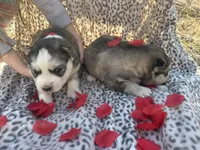 Bridget’s boy Mario , a male Siberian Husky for sale in Nashville, NC – Photo 3 of 3