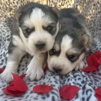 Bridget’s boy Mario , a male Siberian Husky for sale in Nashville, NC – Photo 1 of 3