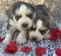 Bridget’s boy Mario , a male Siberian Husky for sale in Nashville, NC – Photo 1 of 3