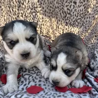 Bridget’s boy Mario , a male Siberian Husky for sale in Nashville, NC – Photo 2 of 3