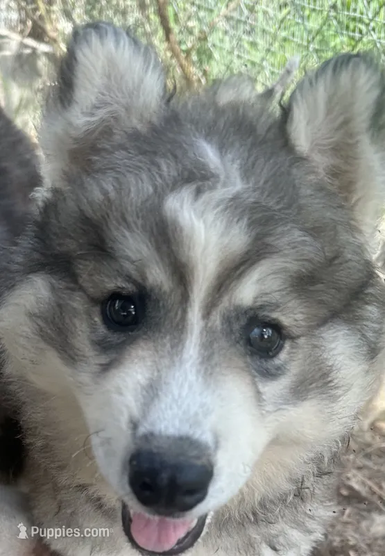 Wolfalina nc girl – Siberian Husky puppy for sale in Nashville, NC