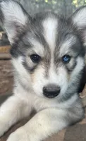 Evie’s boy grey , a male Siberian Husky for sale in Nashville, NC – 5 of 5