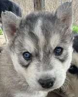 Grey boy nc, a male Siberian Husky for sale in Nashville, NC – Photo 1 of 2