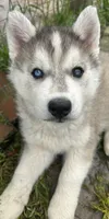 Fred Grey bi eyed boy nc, a male Siberian Husky for sale in Nashville, NC – Photo 2 of 7