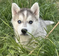 Fred Grey bi eyed boy nc, a male Siberian Husky for sale in Nashville, NC – Photo 1 of 7