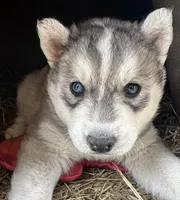 Grey boy nc, a male Siberian Husky for sale in Nashville, NC – Photo 2 of 2