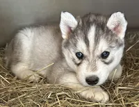 Grey boy nc, a male Siberian Husky for sale in Nashville, NC – Photo 5 of 5