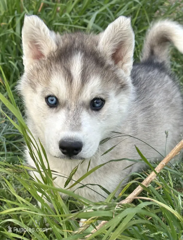 Grey boy nc – Siberian Husky puppy for sale in Nashville, NC