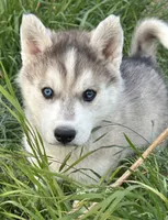 Fred Grey bi eyed boy nc, a male Siberian Husky for sale in Nashville, NC – Photo 4 of 7