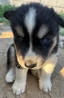 Jasper, a male Siberian Husky for sale in Nashville, NC – 2 of 2
