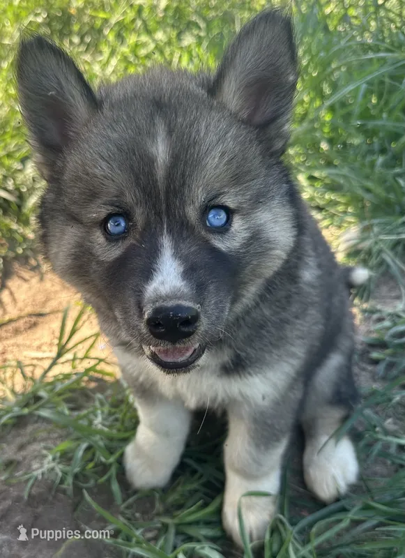 Eirian boy nc – Siberian Husky puppy for sale in Nashville, NC