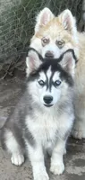 Dahlia Blk & white girl nc, a female Siberian Husky for sale in Nashville, NC – Photo 6 of 6