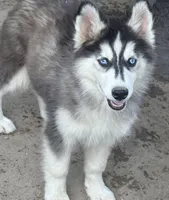 Dahlia Blk & white girl nc, a female Siberian Husky for sale in Nashville, NC – Photo 1 of 6