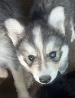 Evie’s boy grey , a male Siberian Husky for sale in Nashville, NC – 3 of 5