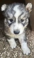 Wolfalina nc girl, a female Siberian Husky for sale in Nashville, NC – 2 of 2