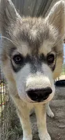 Little grey boy nc, a male Siberian Husky for sale in Nashville, NC – 7 of 8