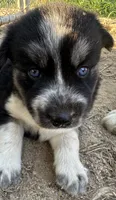 Onyx, a female Siberian Husky for sale in Nashville, NC – 2 of 2