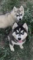 Black and white girl nc, a female Siberian Husky for sale in Nashville, NC – 2 of 6