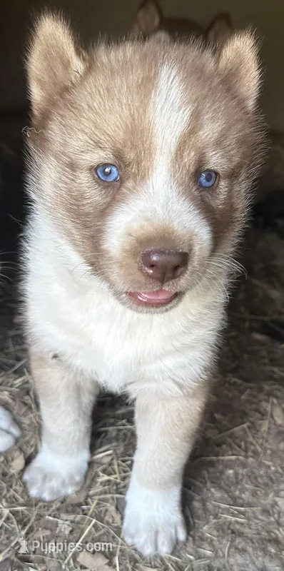 Sweet red boy, a male Siberian Husky for sale in Nashville, NC – Photo 1 of 1