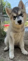 Little grey boy nc, a male Siberian Husky for sale in Nashville, NC – 6 of 8