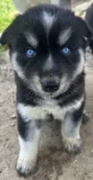 Turquoise, a male Siberian Husky for sale in Nashville, NC – 2 of 2