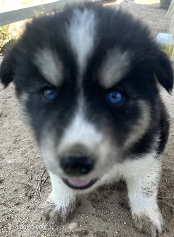 Jasper – Siberian Husky puppy for sale in Nashville, NC