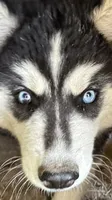 Black and white girl nc, a female Siberian Husky for sale in Nashville, NC – 6 of 6