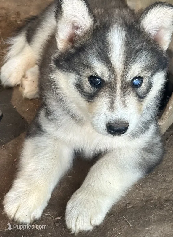 Evie’s boy 4 – Siberian Husky puppy for sale in Nashville, NC