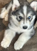 Evie’s boy grey , a male Siberian Husky for sale in Nashville, NC – 1 of 5