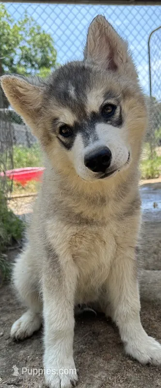 Little grey boy nc – Siberian Husky puppy for sale in Nashville, NC