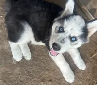 Evie’s boy 3 diamond , a male Siberian Husky for sale in Nashville, NC – 5 of 5