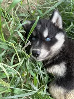 Turquoise sweet boy nc, a male Siberian Husky for sale in Nashville, NC – 6 of 6