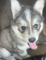 Evie’s boy grey , a male Siberian Husky for sale in Nashville, NC – 4 of 5