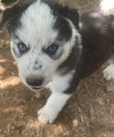 Evie’s boy 3, a male Siberian Husky for sale in Nashville, NC – 1 of 2