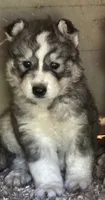 Wolfalina nc girl, a female Siberian Husky for sale in Nashville, NC – 5 of 7