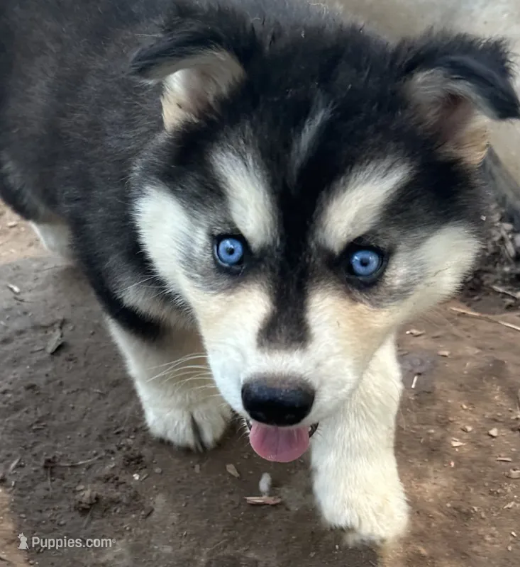 Evie’s boy 1  – Siberian Husky puppy for sale in Nashville, NC