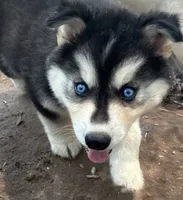 Evie’s boy blue eyed bw , a male Siberian Husky for sale in Nashville, NC – 1 of 3