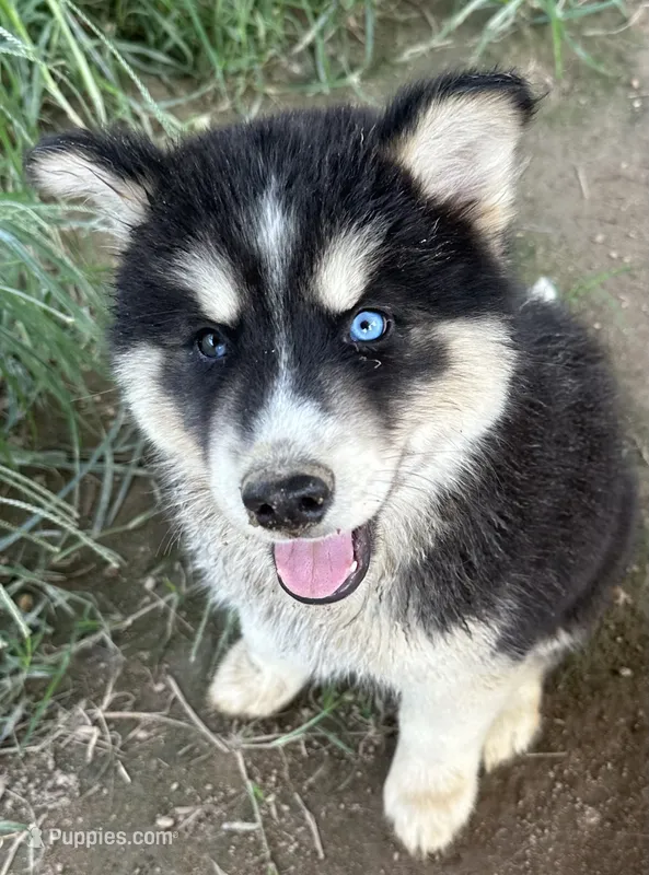 Onyx – Siberian Husky puppy for sale in Nashville, NC